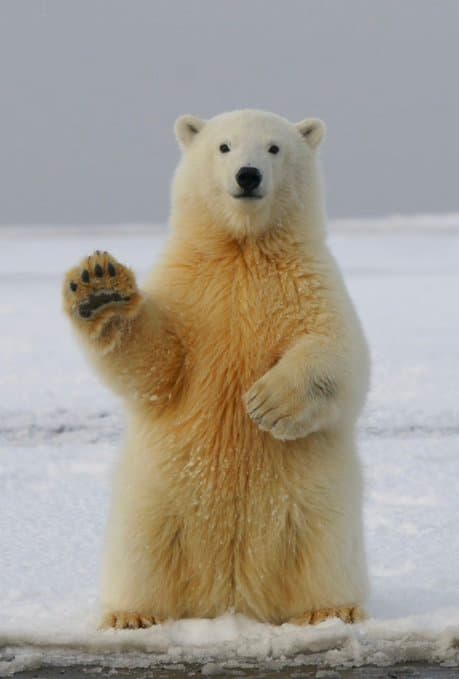 Polar bear paw reference associated with Δr7 media test fragment from 2026-06-22