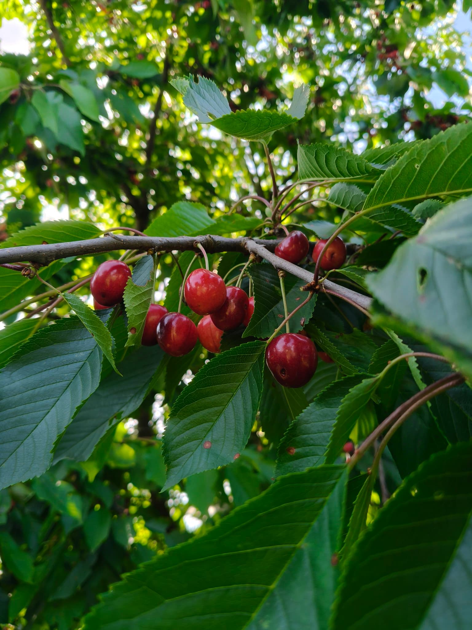 Tree, sun, time, and fruit reference associated with Δr7 fragment from 2026-06-21